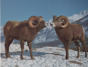 Bighorn Rams in Classic Posture at Start of Combat